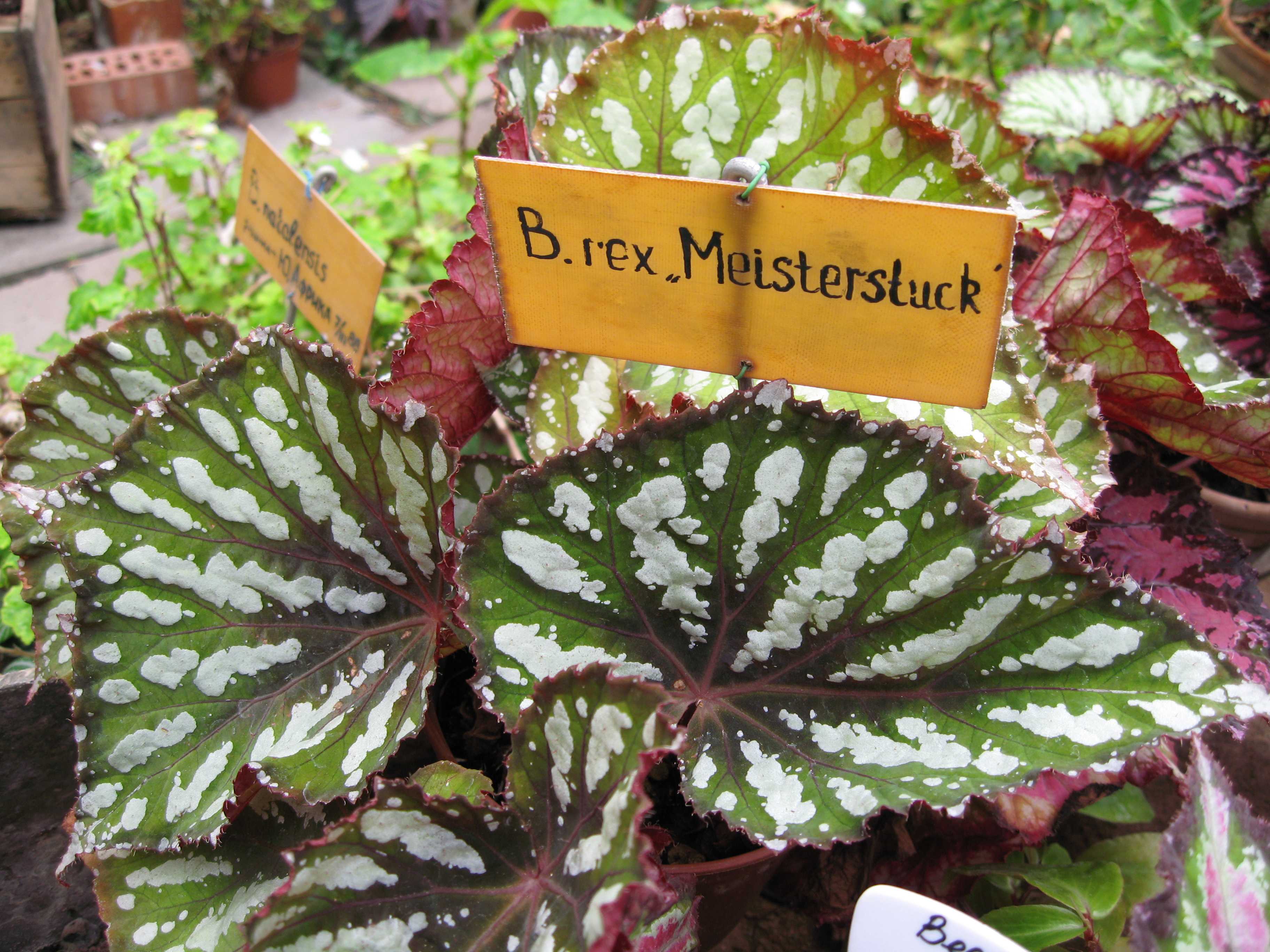 B. ‘Meisterstuck’
